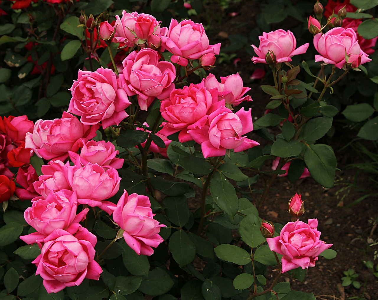 rosebush flowers blossoms free photo