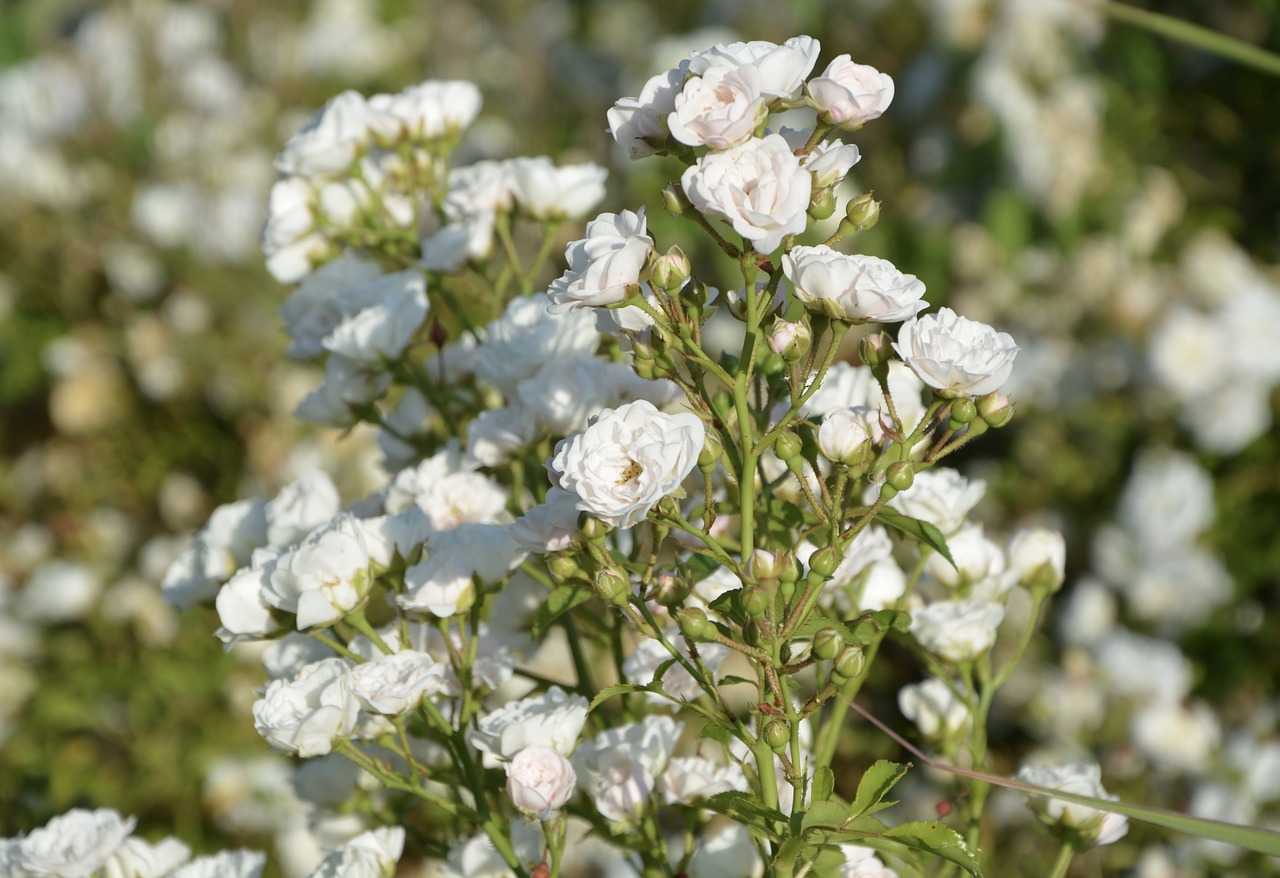 rosebush pink white free photo