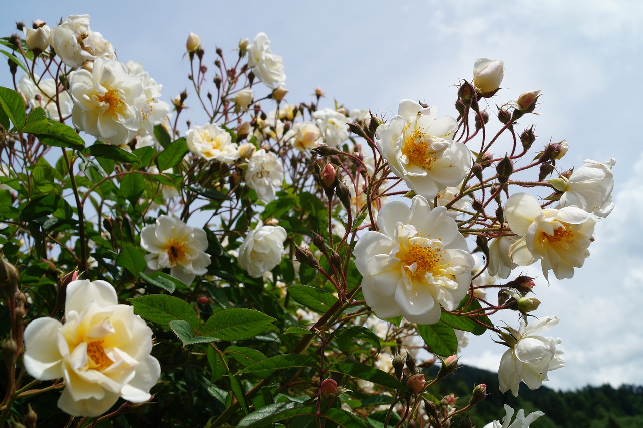 rosebush rose bloom flower free photo