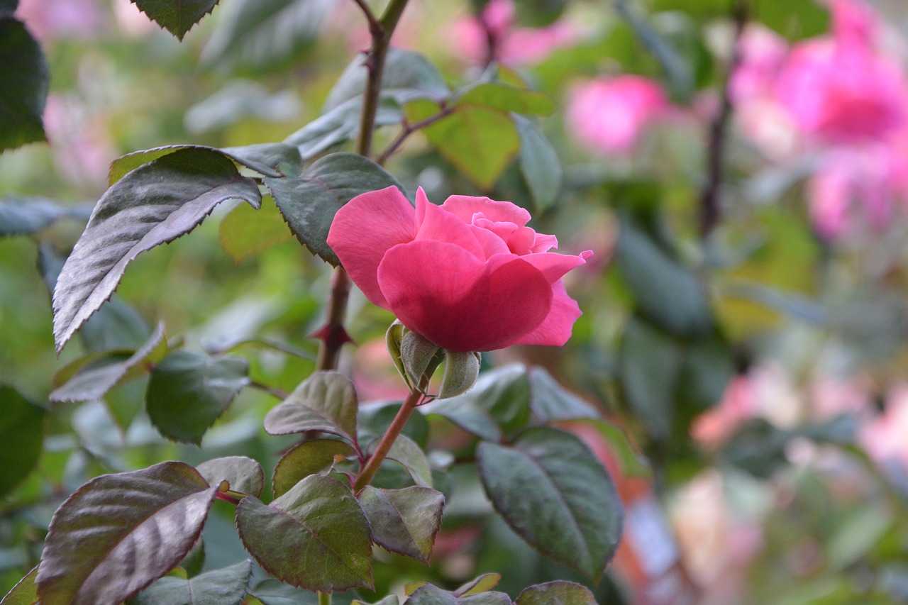 rosebush pink flower free photo