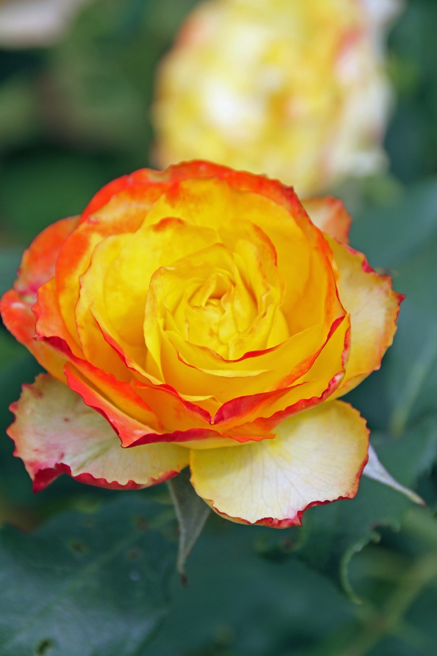 rosebush yellow orange border free photo