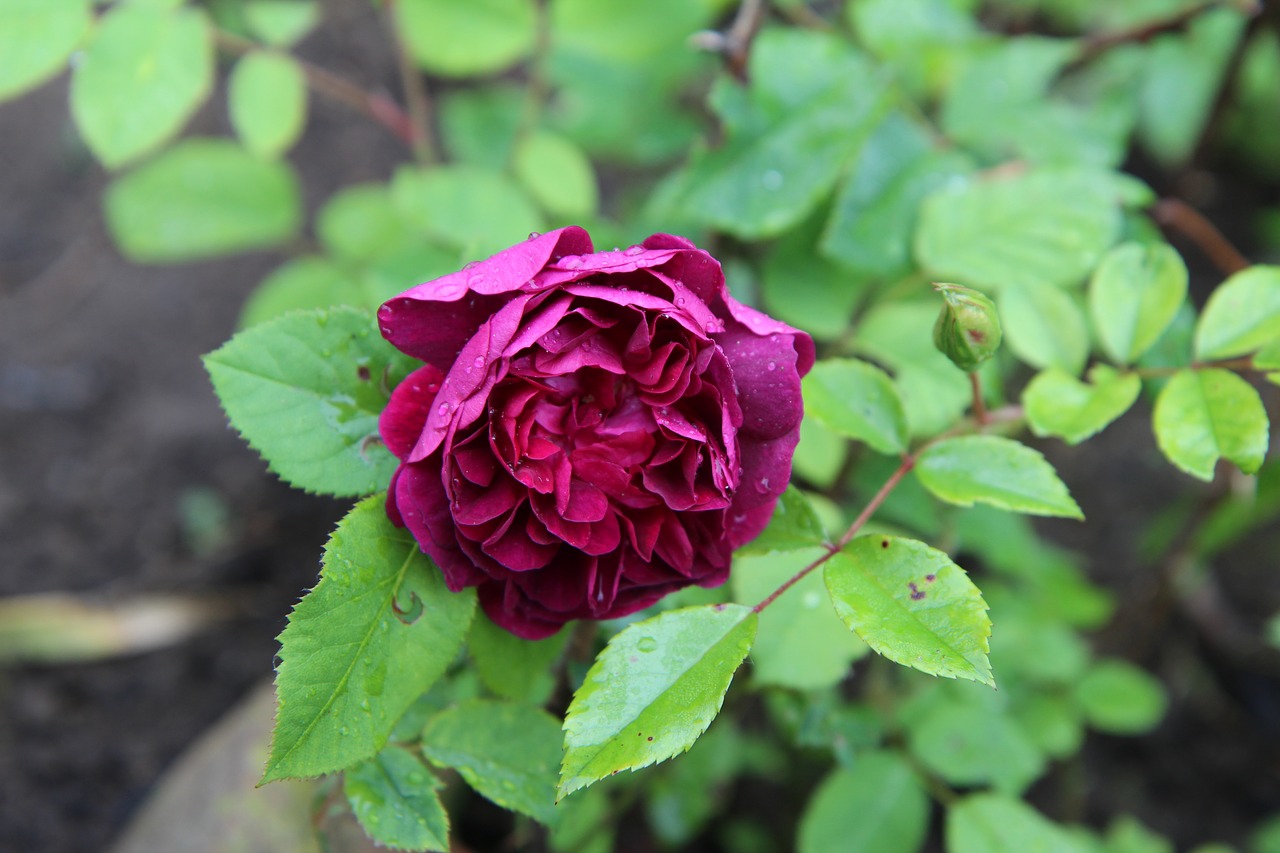 rosebush  wild rose old  red rose free photo