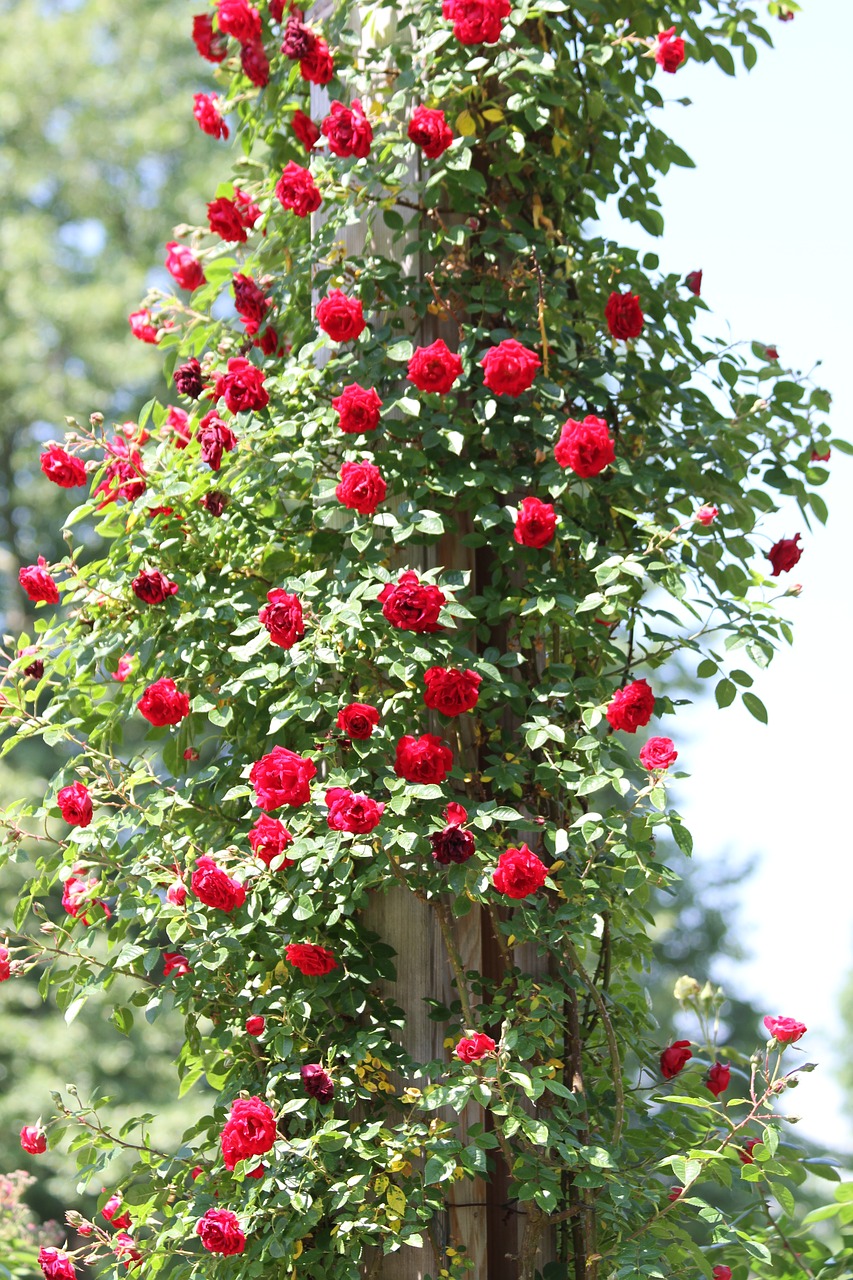 rosebush  red  roses free photo