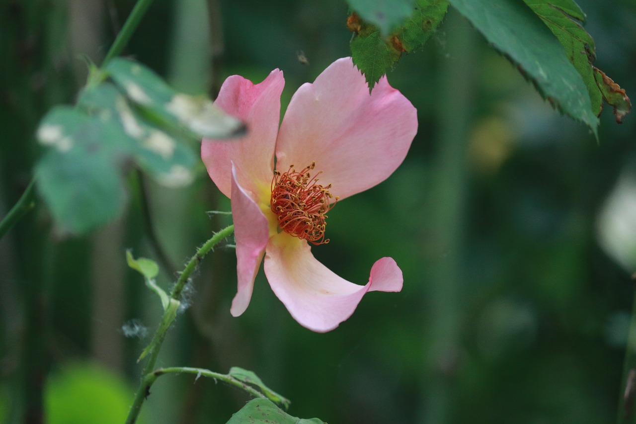 rosebush  simple flower  flowering rose bush free photo