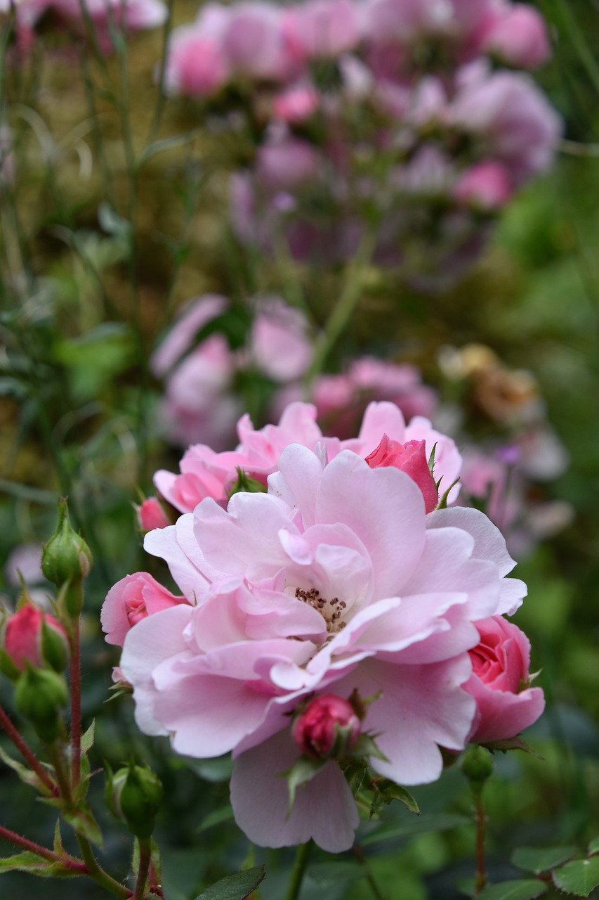 rosebush  pink  flower free photo