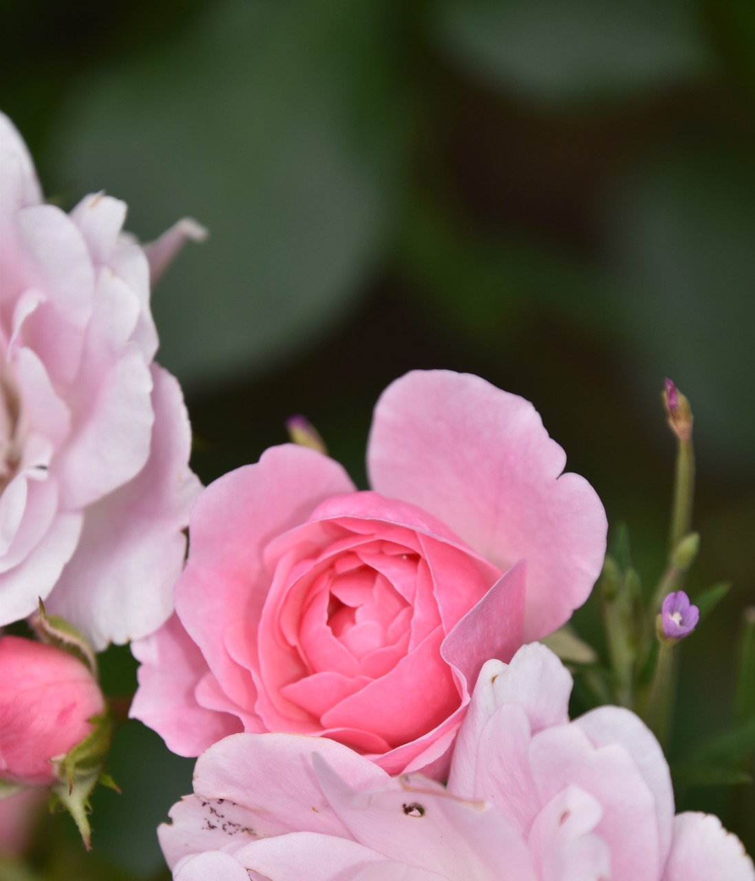 rosebush  pink  flower free photo