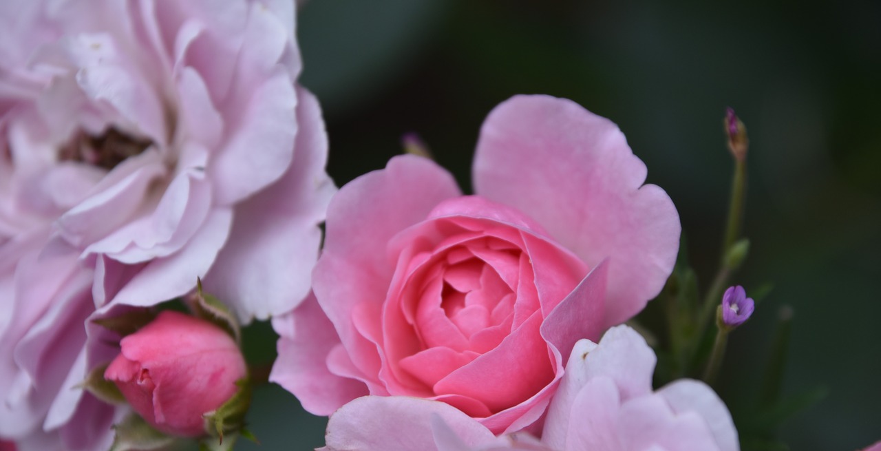 rosebush  pink  flower free photo
