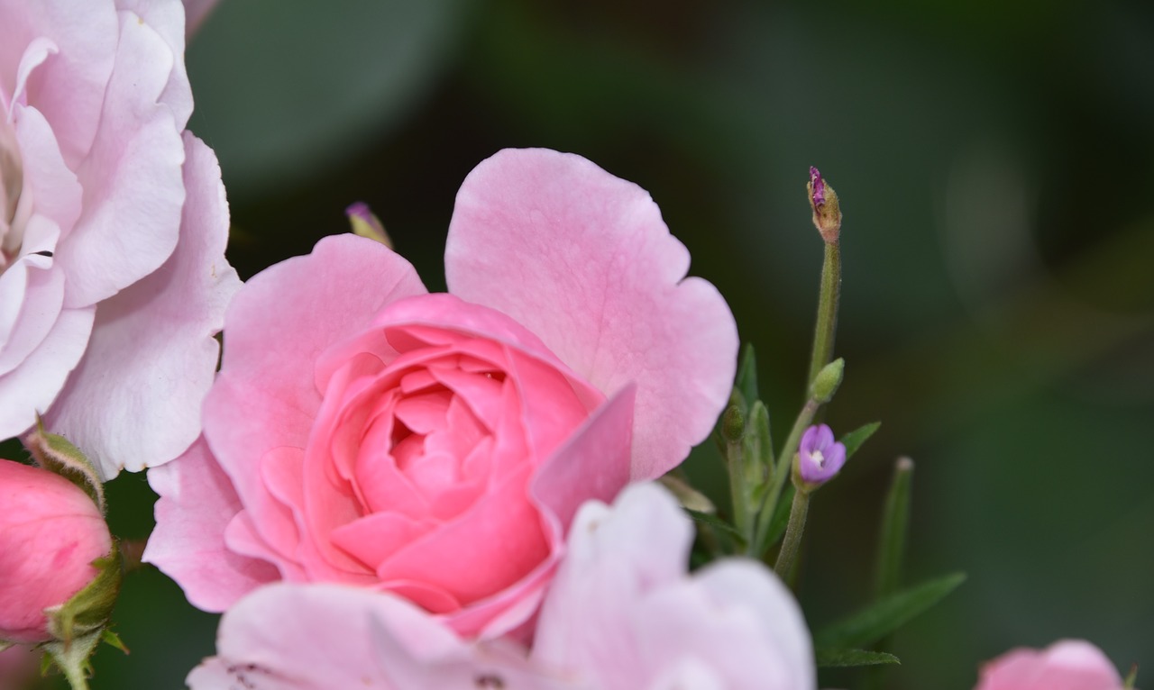 rosebush  pink  flower free photo