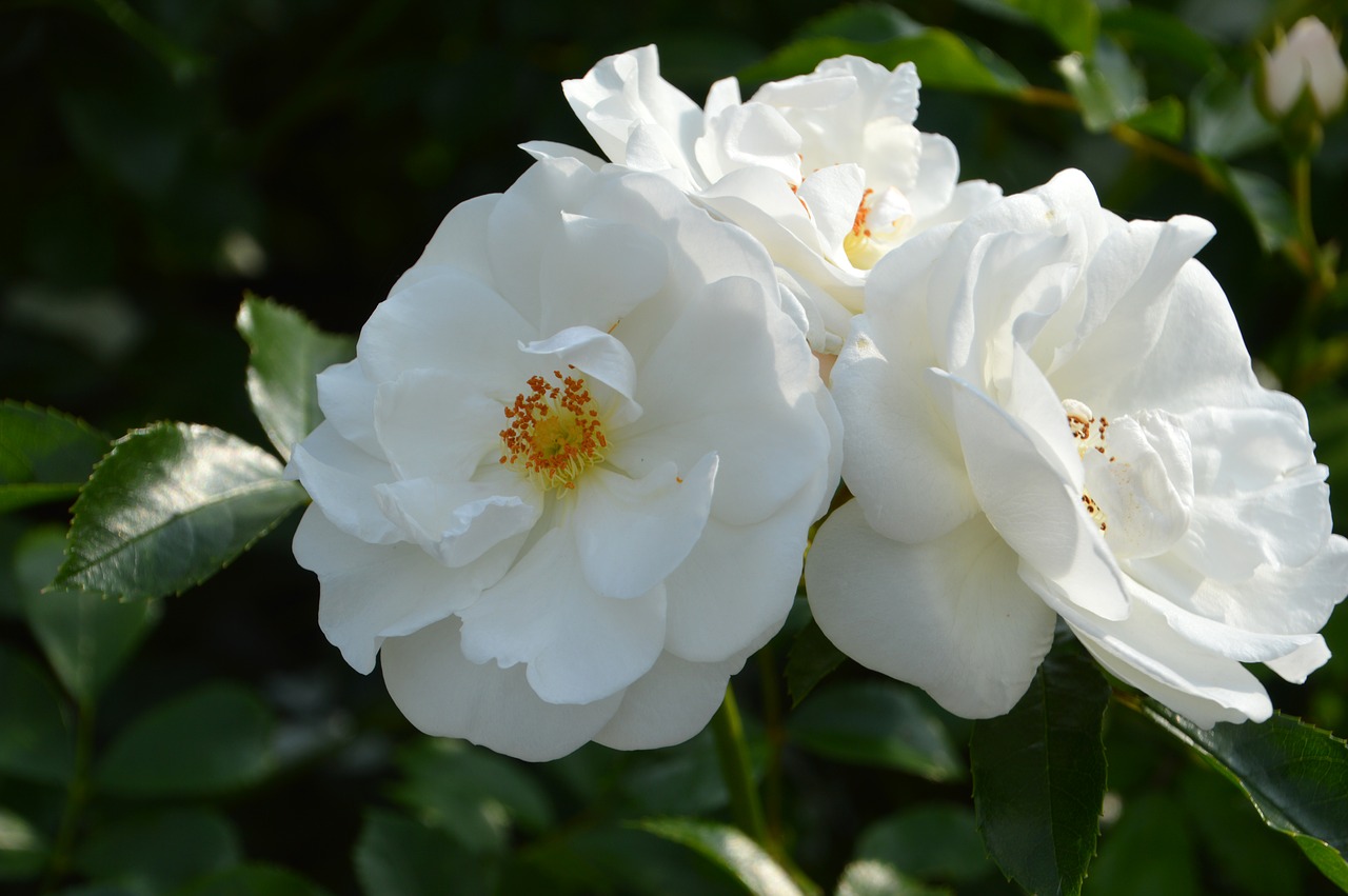 rosebush  flower  petal free photo