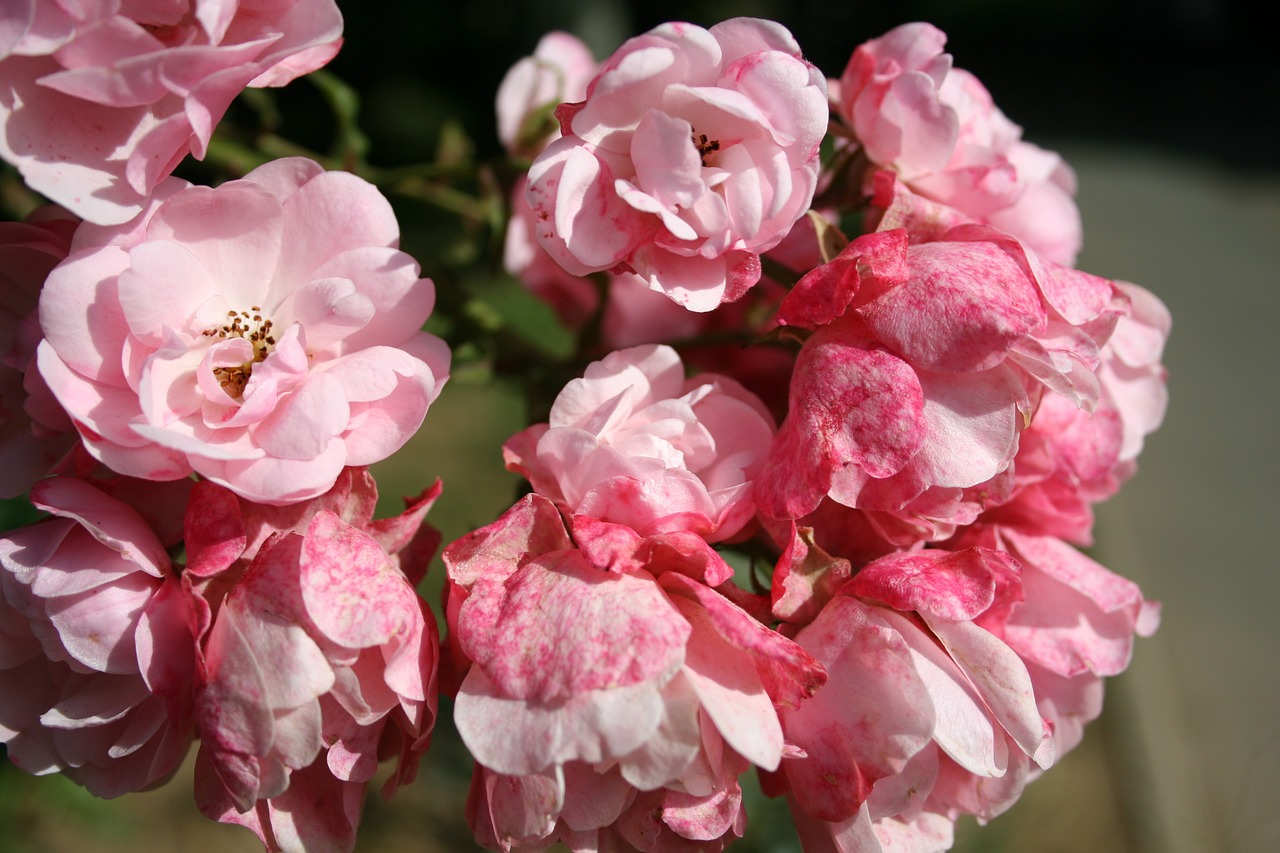 rosebush bush small flowers free photo