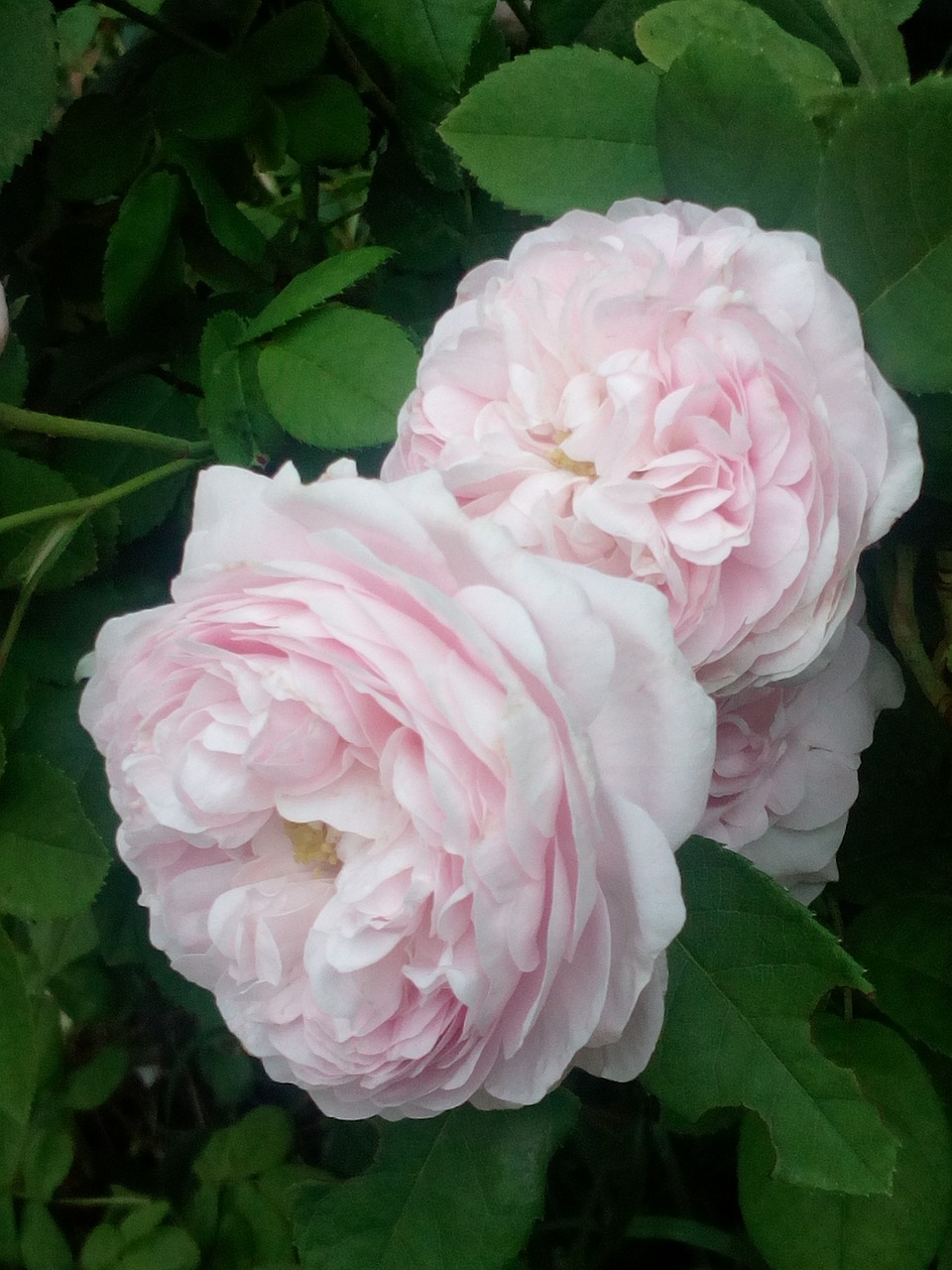 rosebush  gaelic  pink free photo