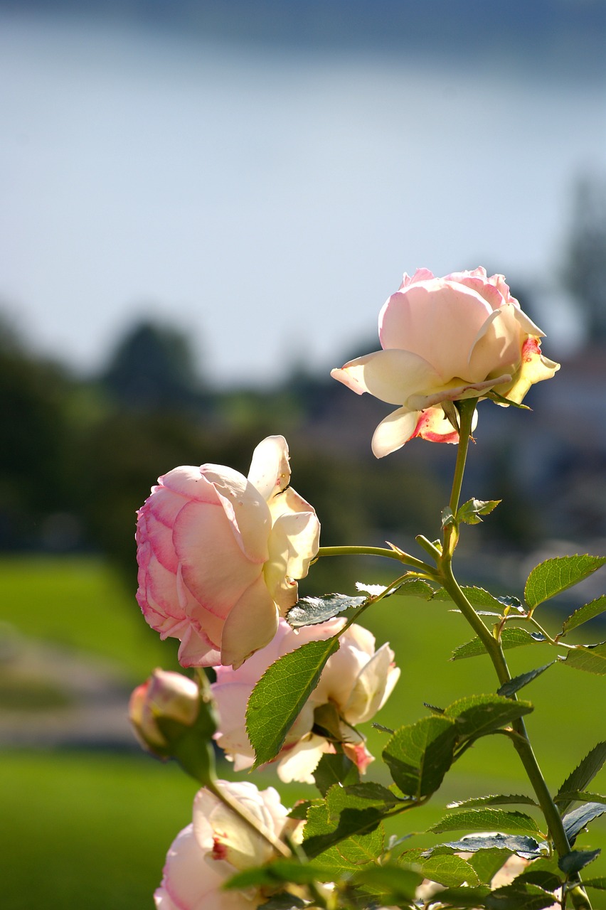 rosebush roses flowers free photo