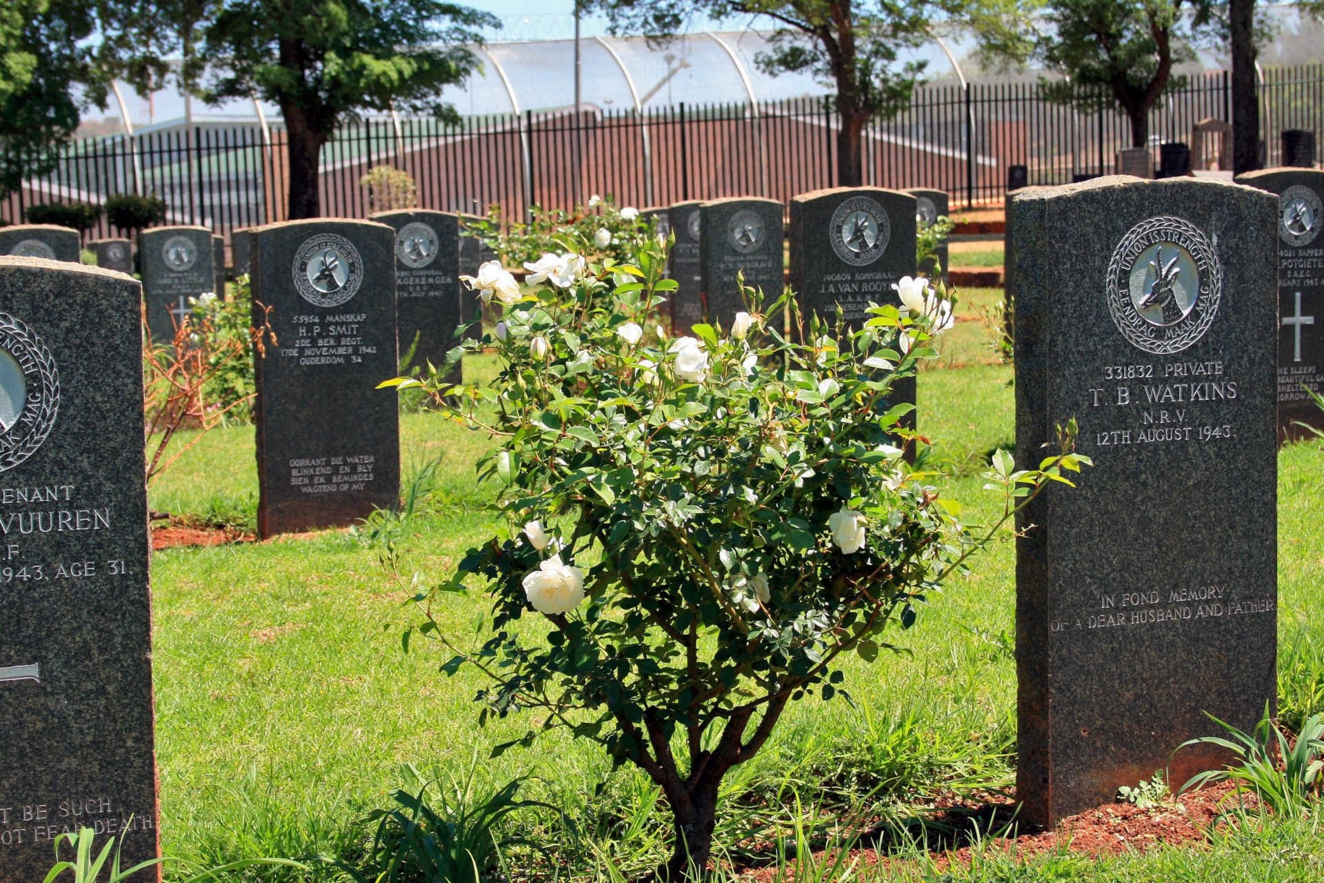graves tombstones rose free photo