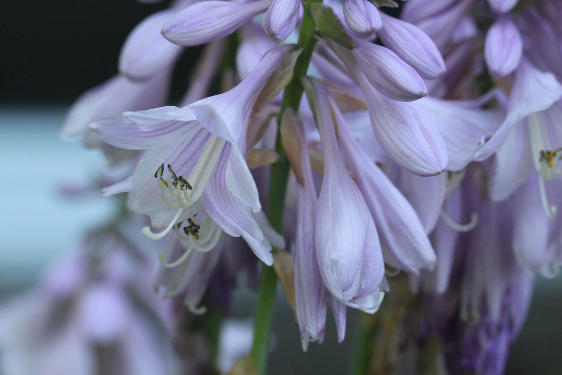 dew drop flower free photo