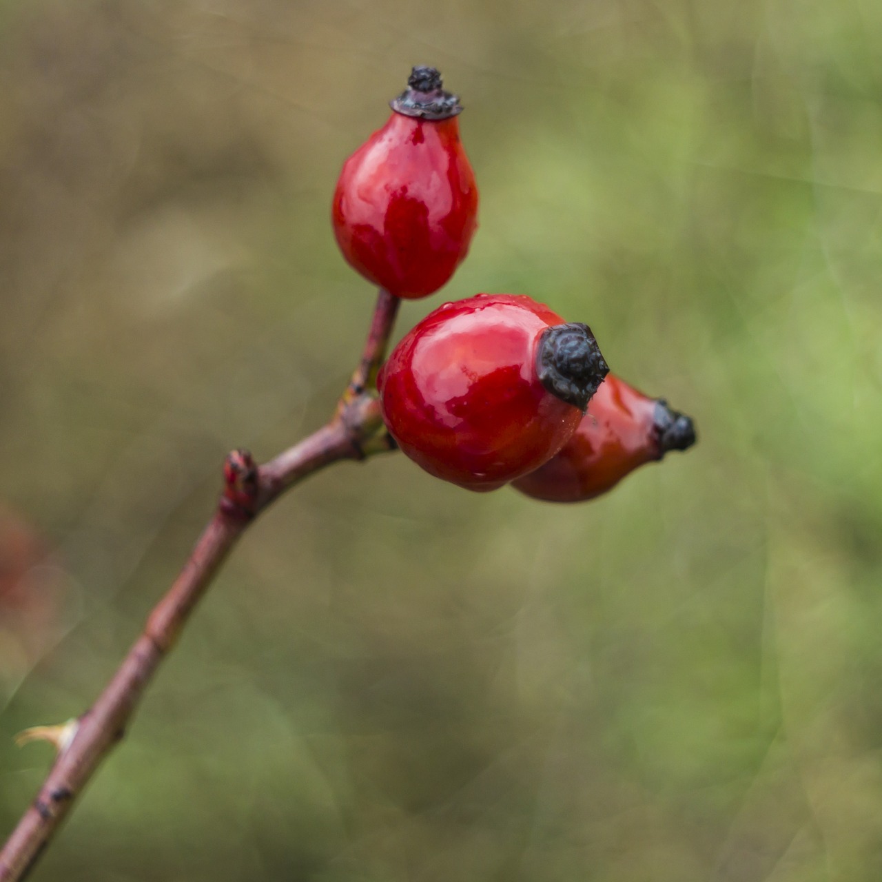 rosehip red bokeh free photo