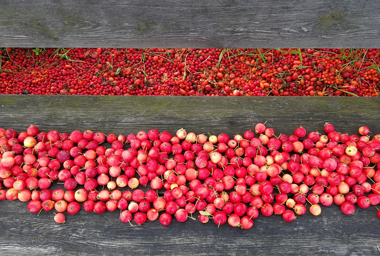 rosehip red rose hip free photo