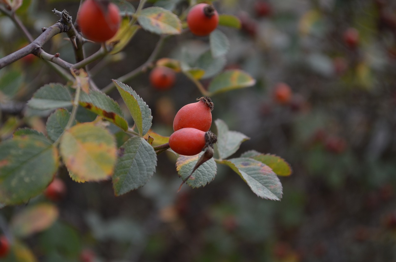 rosehip cranberry green free photo