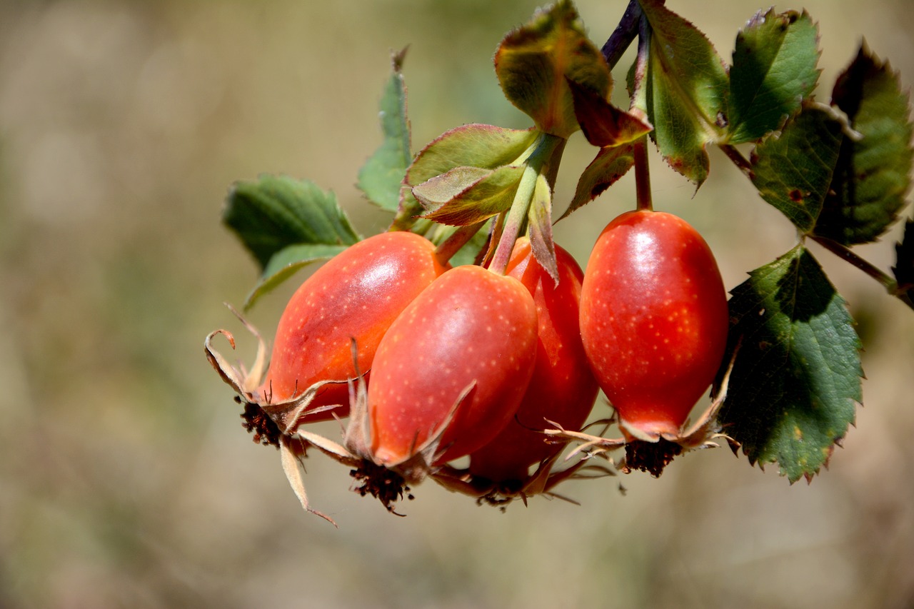 rosehip fruit organic free photo