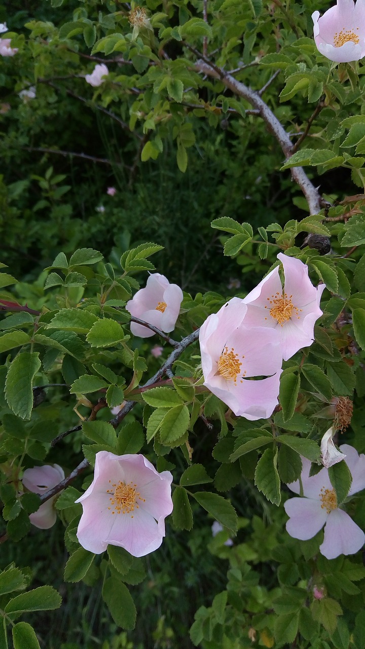 rosehip rosa flower free photo