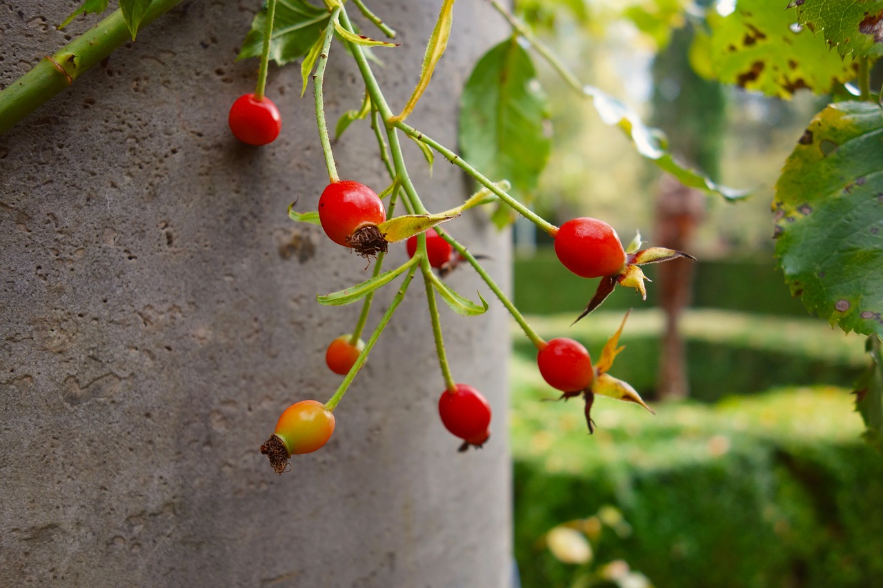 rosehip fruit food free photo