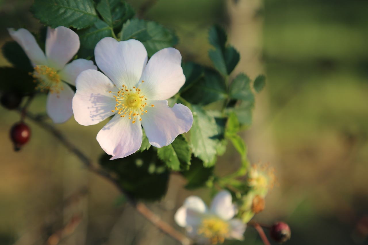 rosehip  flower  flowers free photo