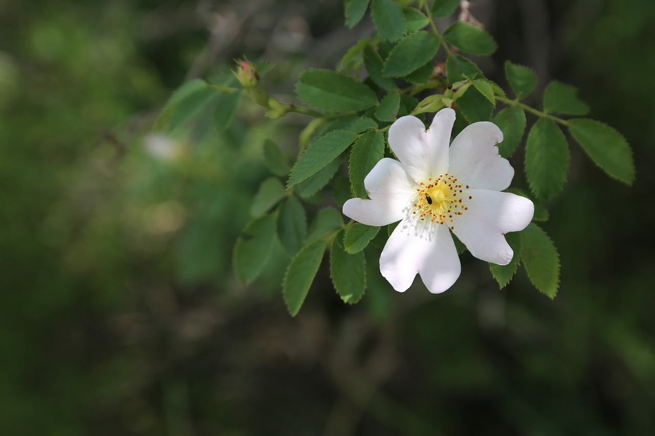 rosehip  flower  nature free photo