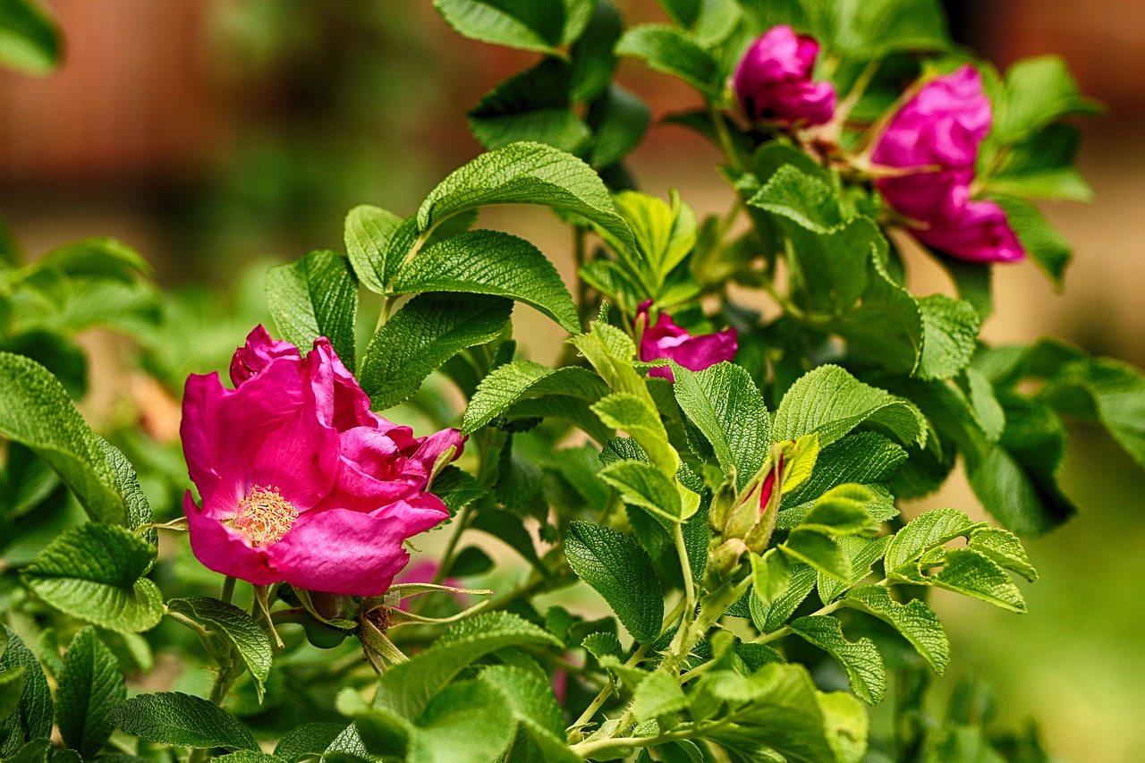 rosehip  nature  flower free photo