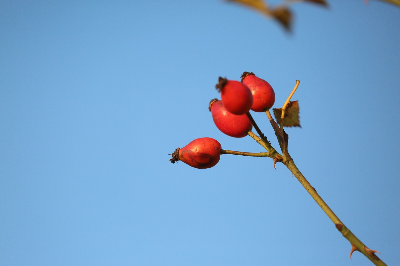 rosehip  plant  nature free photo