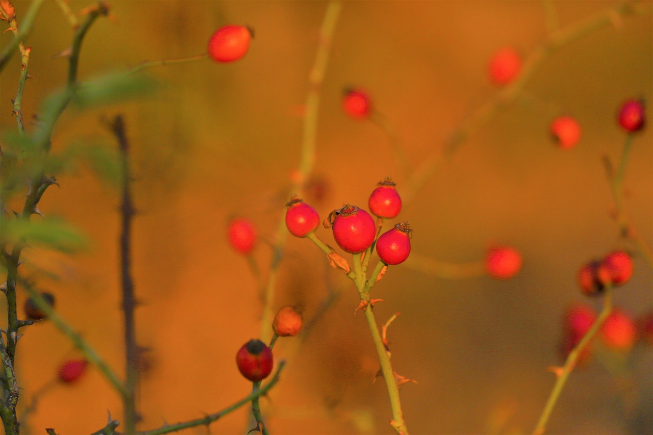 rosehip  plant  nature free photo