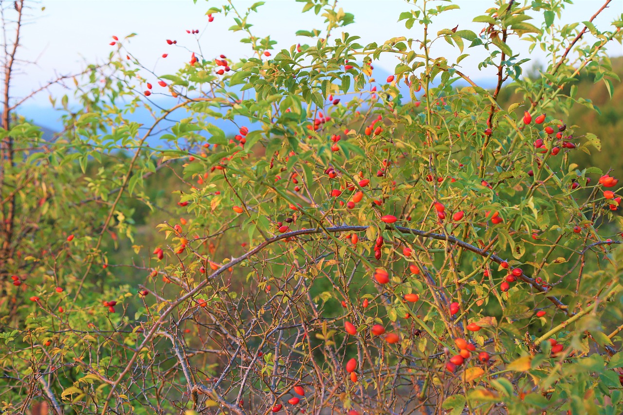 rosehip  nature  plant free photo