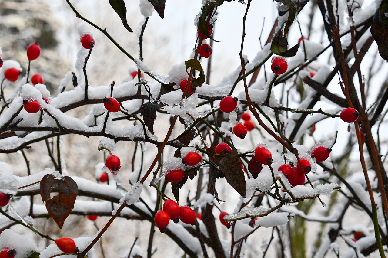 rosehip  plant  berry free photo