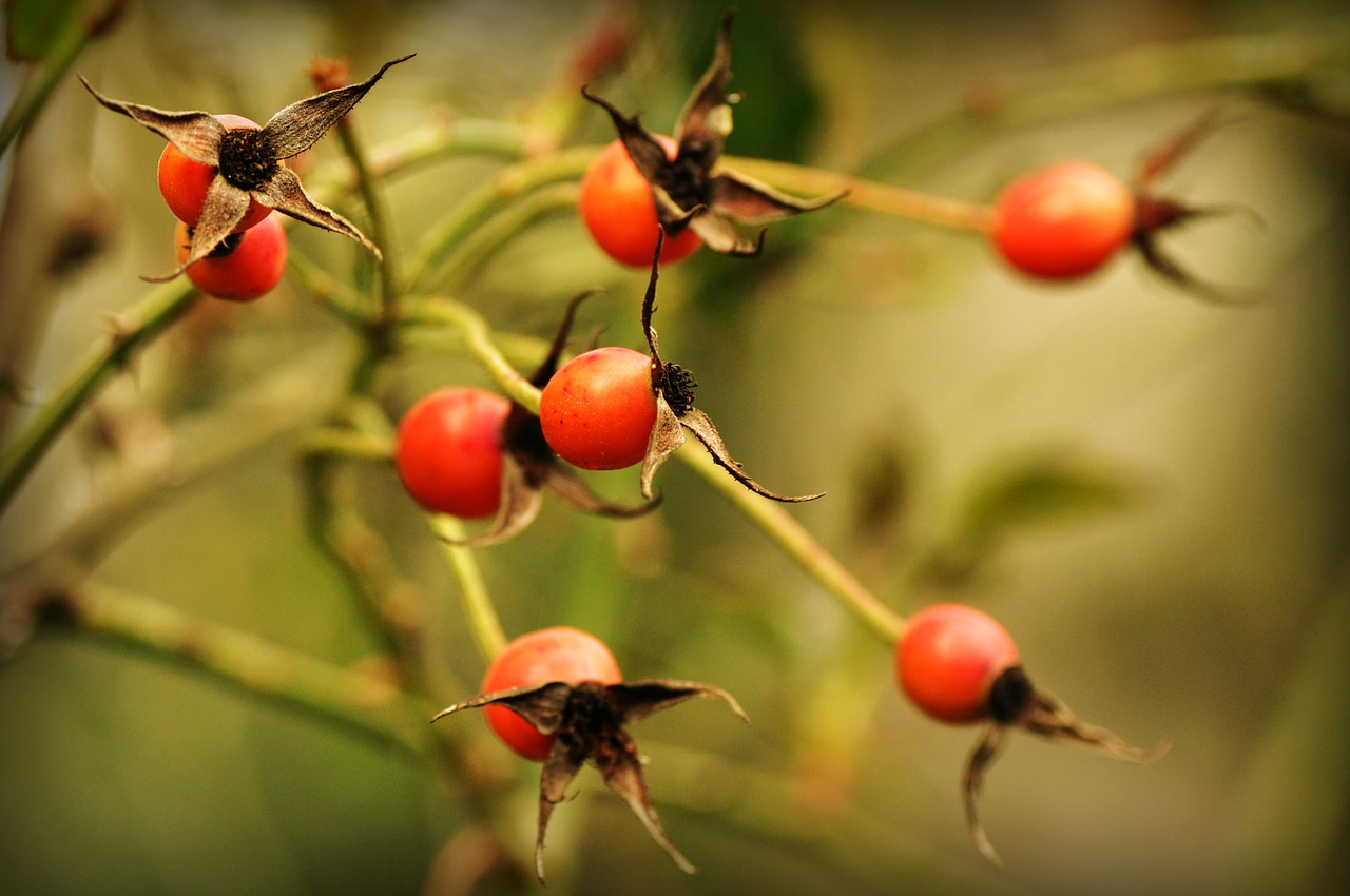 rosehip  rose  plant free photo