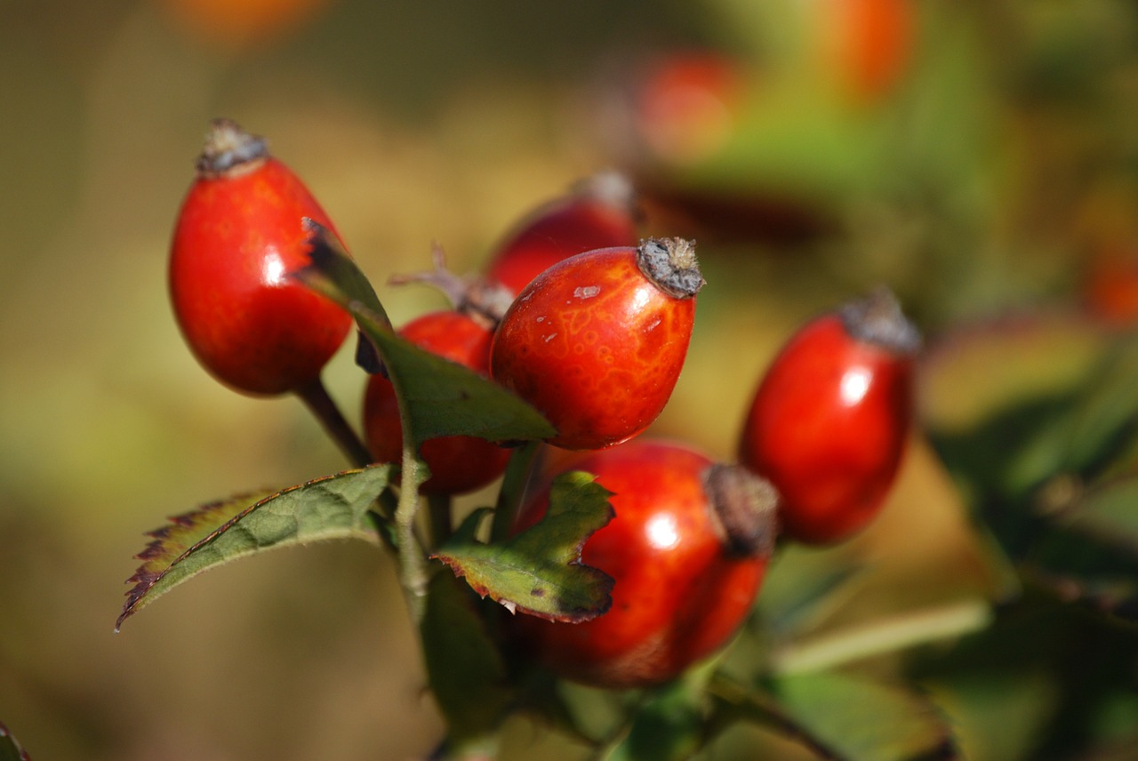 rosehips berry branch free photo