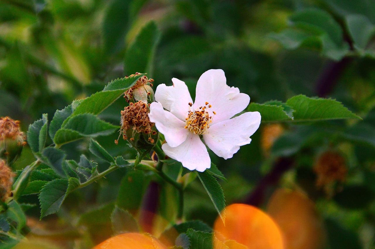 rosehips  flower  nature free photo