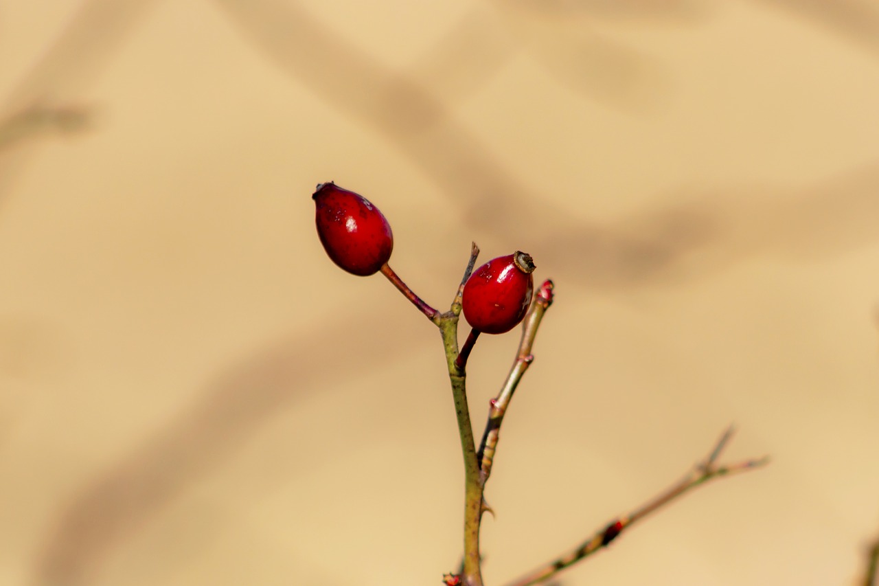 rosehips  brian  roses free photo