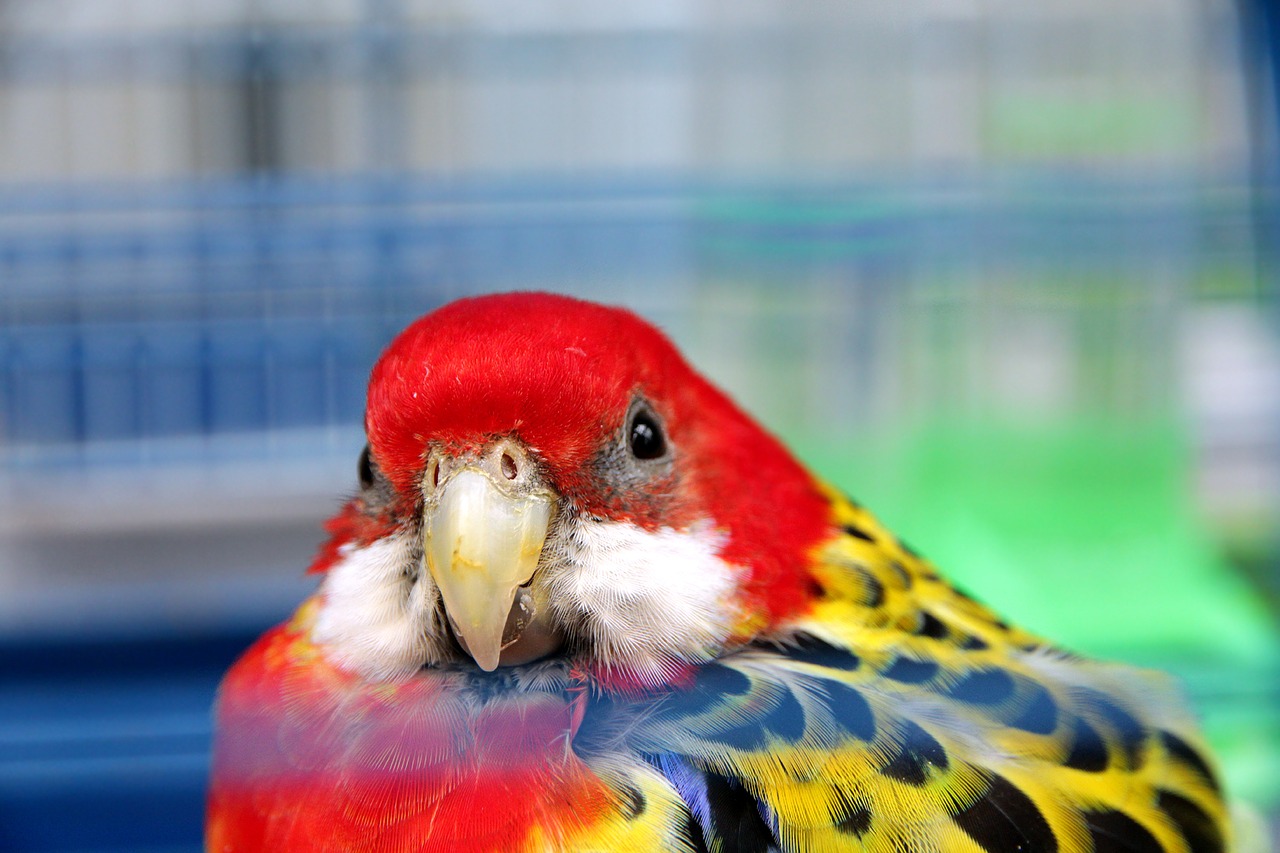 rosella  platycercus eximius  parrot free photo