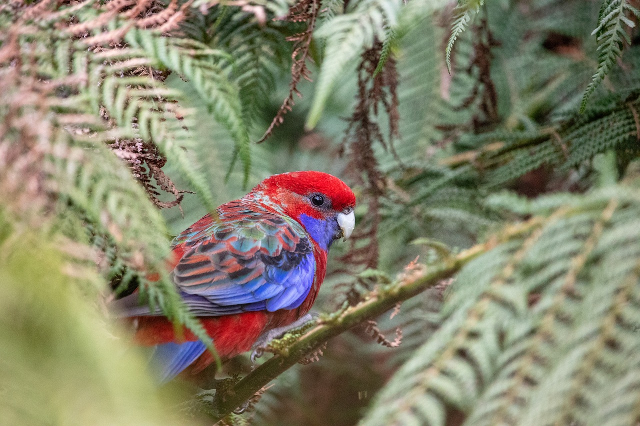 rosella  bird  wild free photo