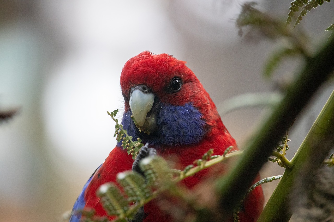 rosella  close up  bird free photo