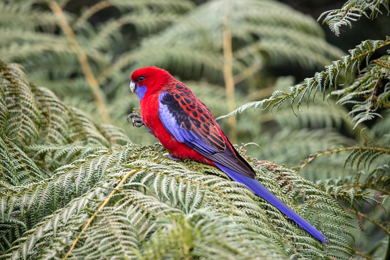 rosella  bird  wild free photo