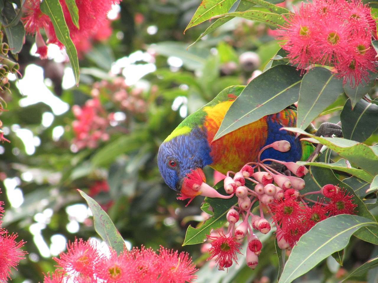 rosella bird eat free photo