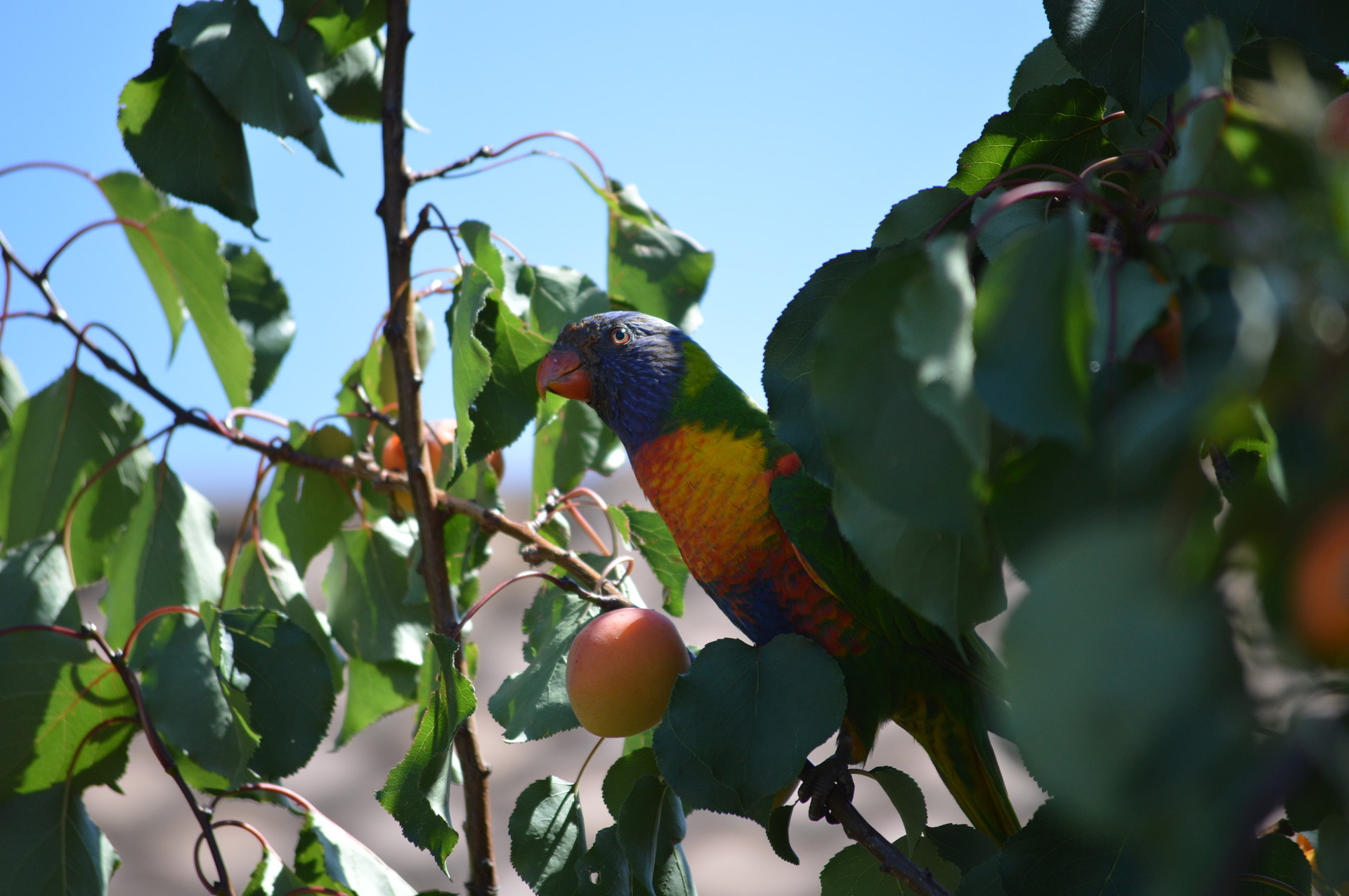 rosella apricot tree free photo