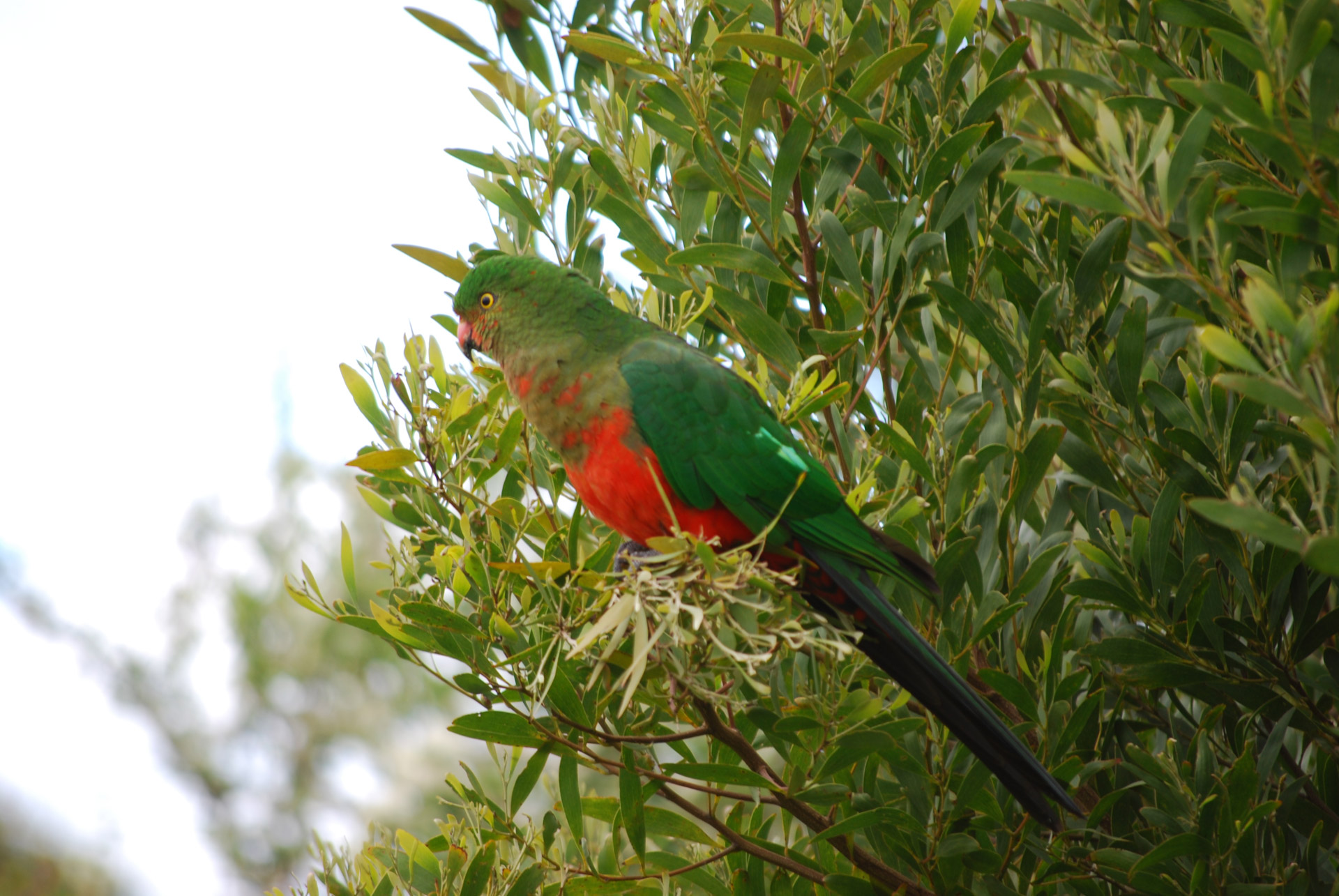 rosella bird australia free photo