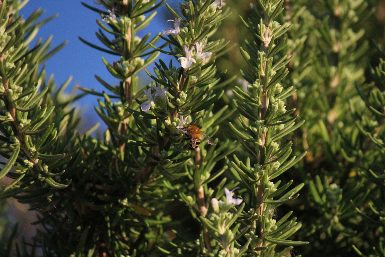 rosemary herbs flowers free photo