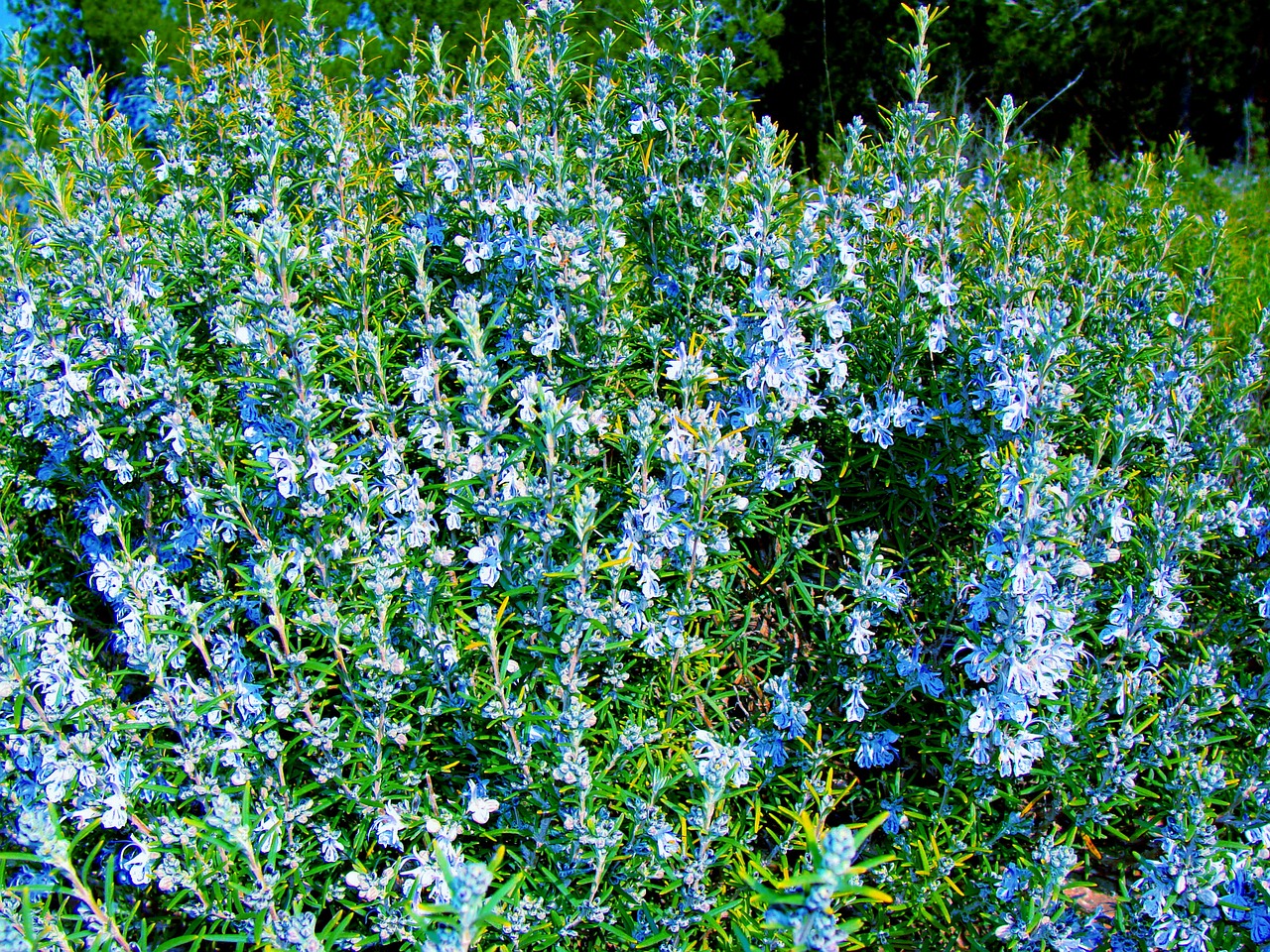 rosemary plant vegetation free photo