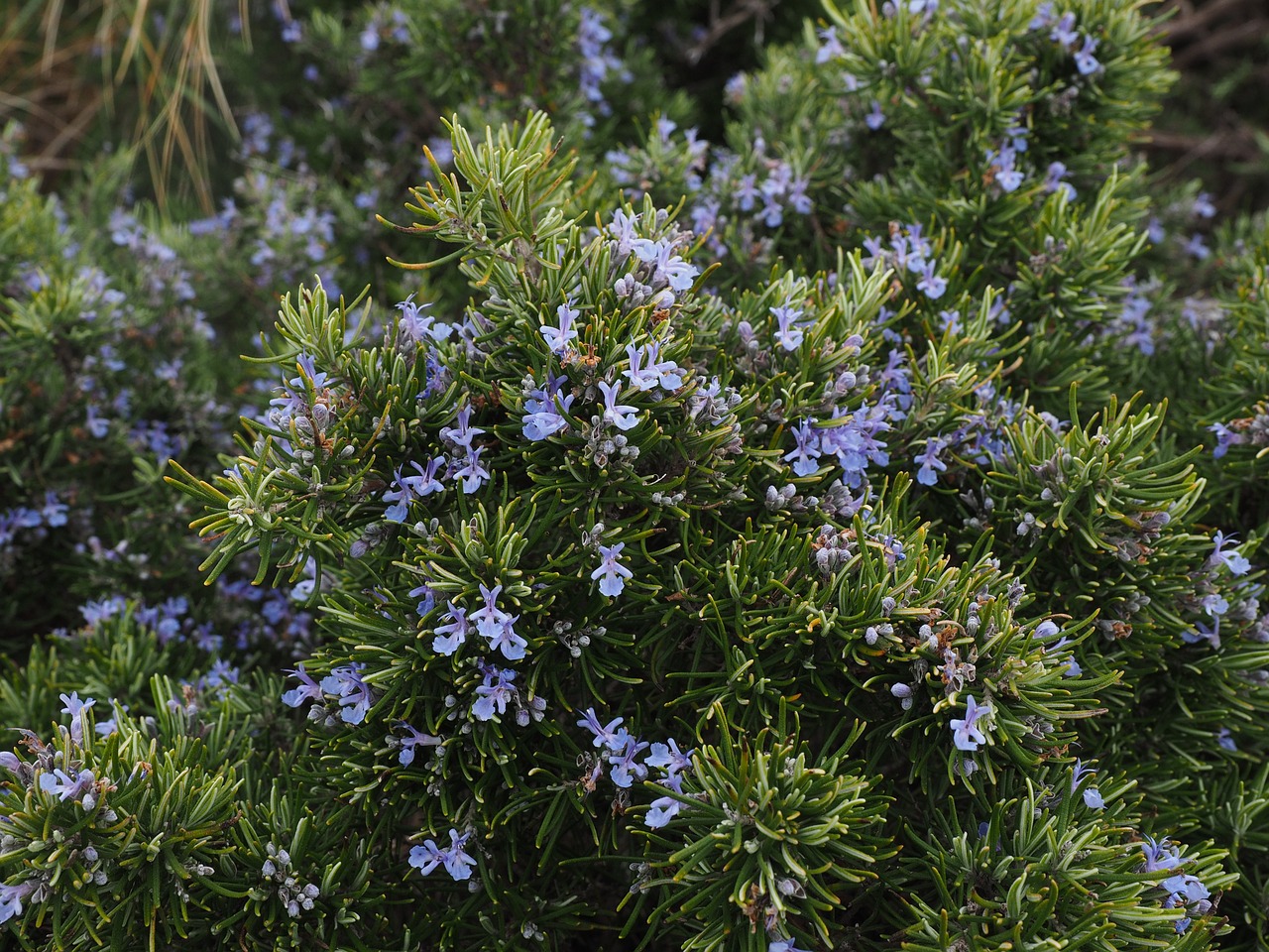 rosemary flowers blue free photo
