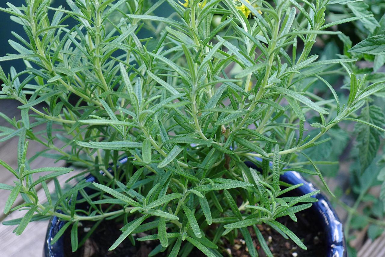 rosemary herbs green free photo