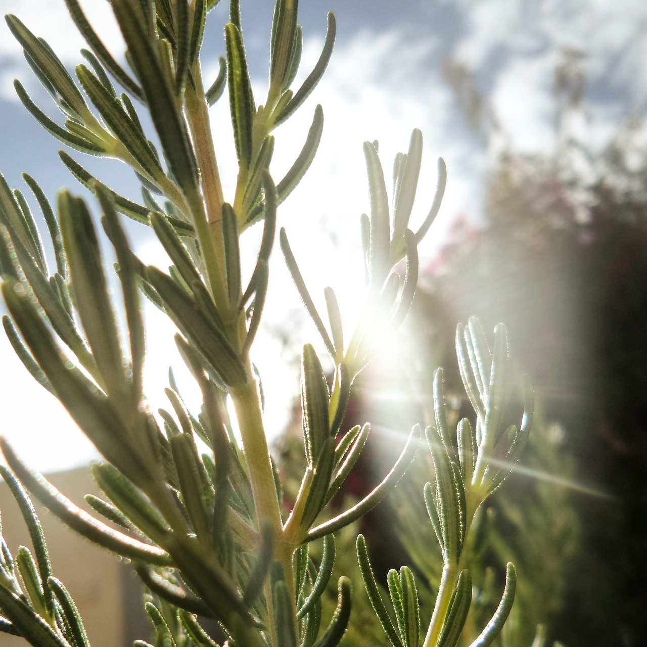 rosemary herb herbs free photo