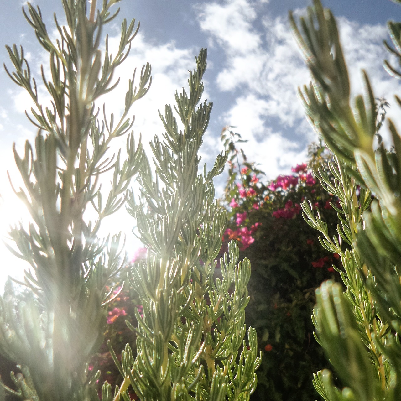 rosemary herb herbs free photo