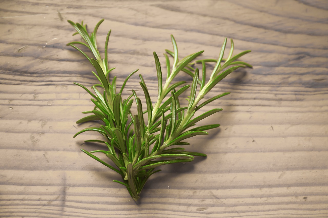 rosemary set collection free photo