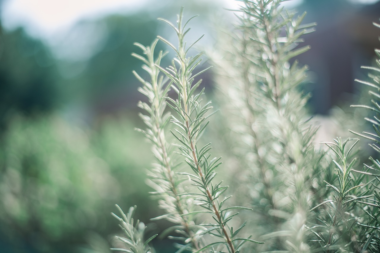 rosemary garden green free photo